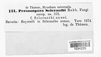 Peronospora scleranthi image